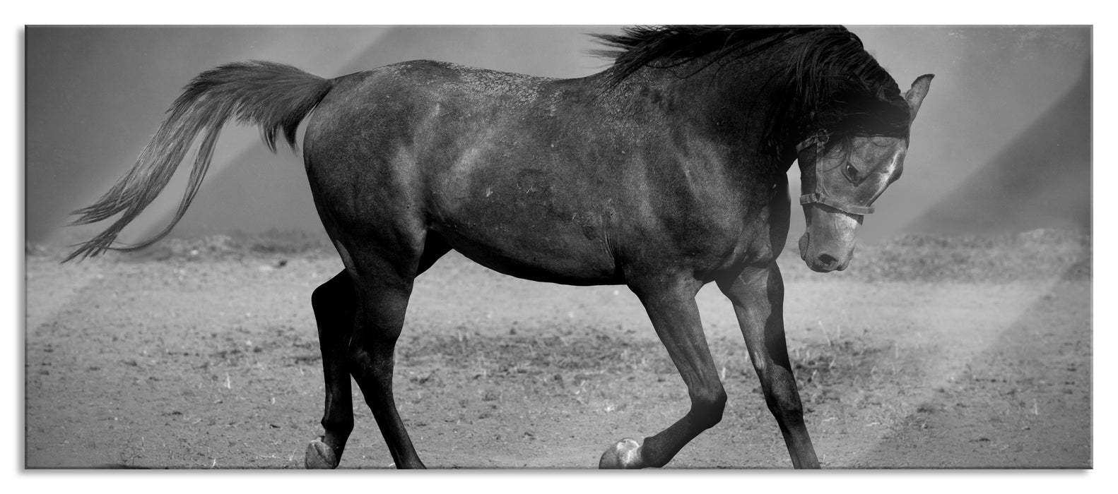 Pixxprint Hengst schwarz, Glasbild Panorama