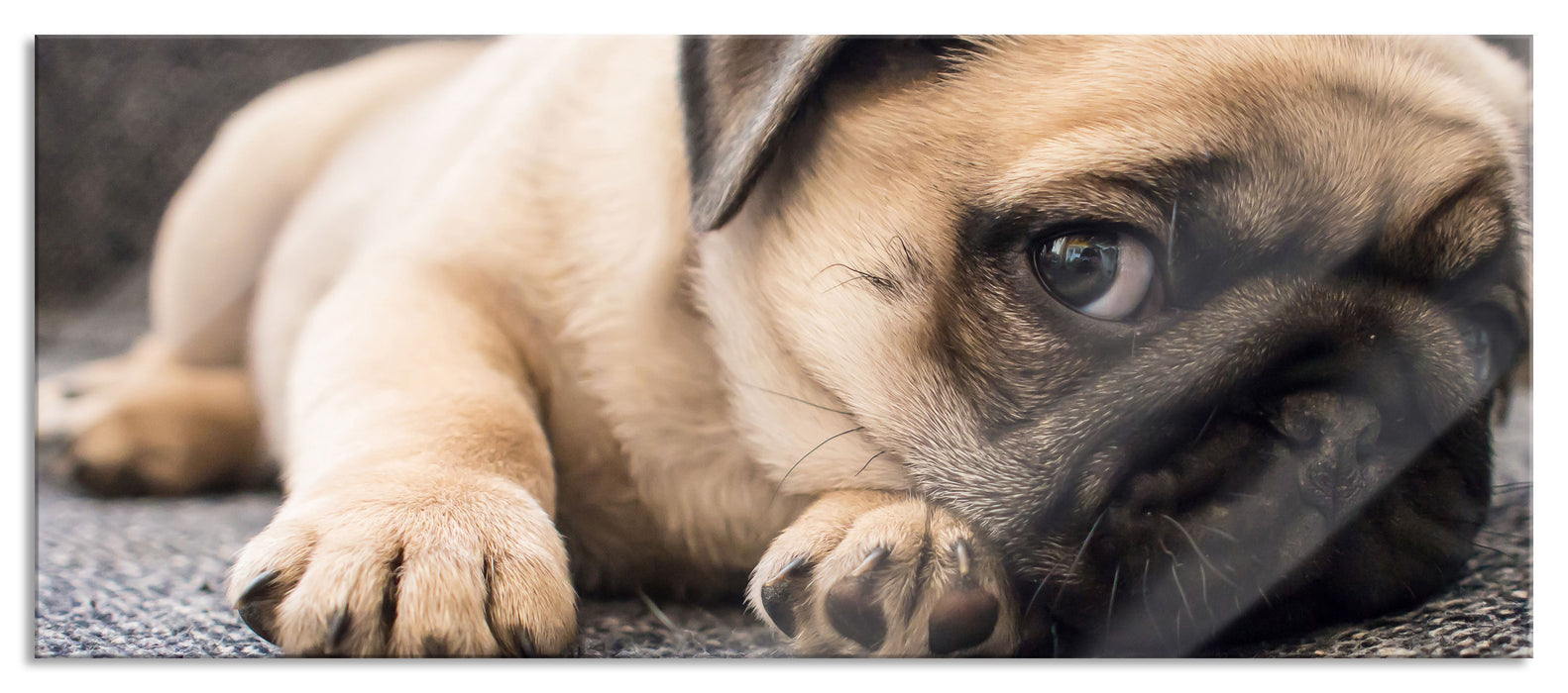 Pixxprint Süßer Mops auf Teppich, Glasbild Panorama