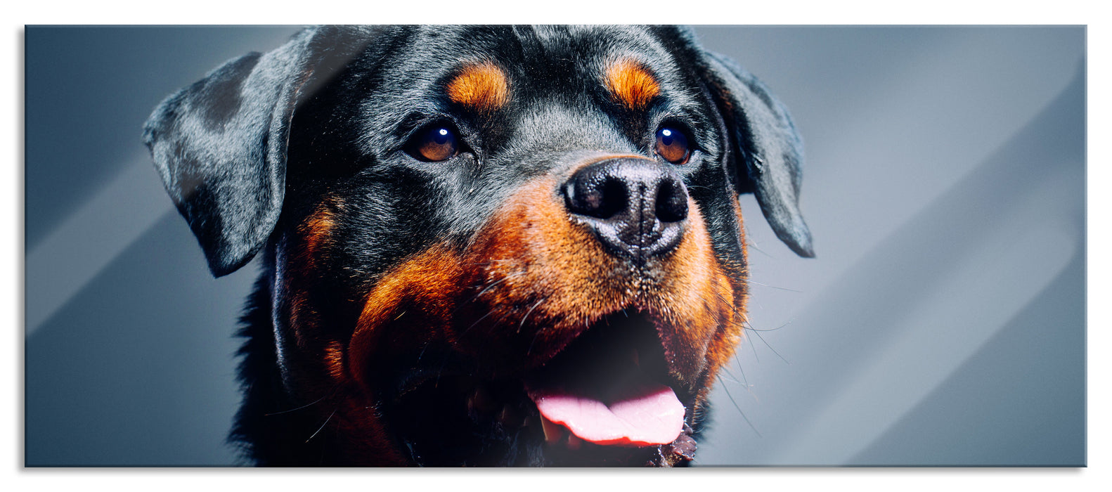 Pixxprint Treuer Rottweiler, Glasbild Panorama