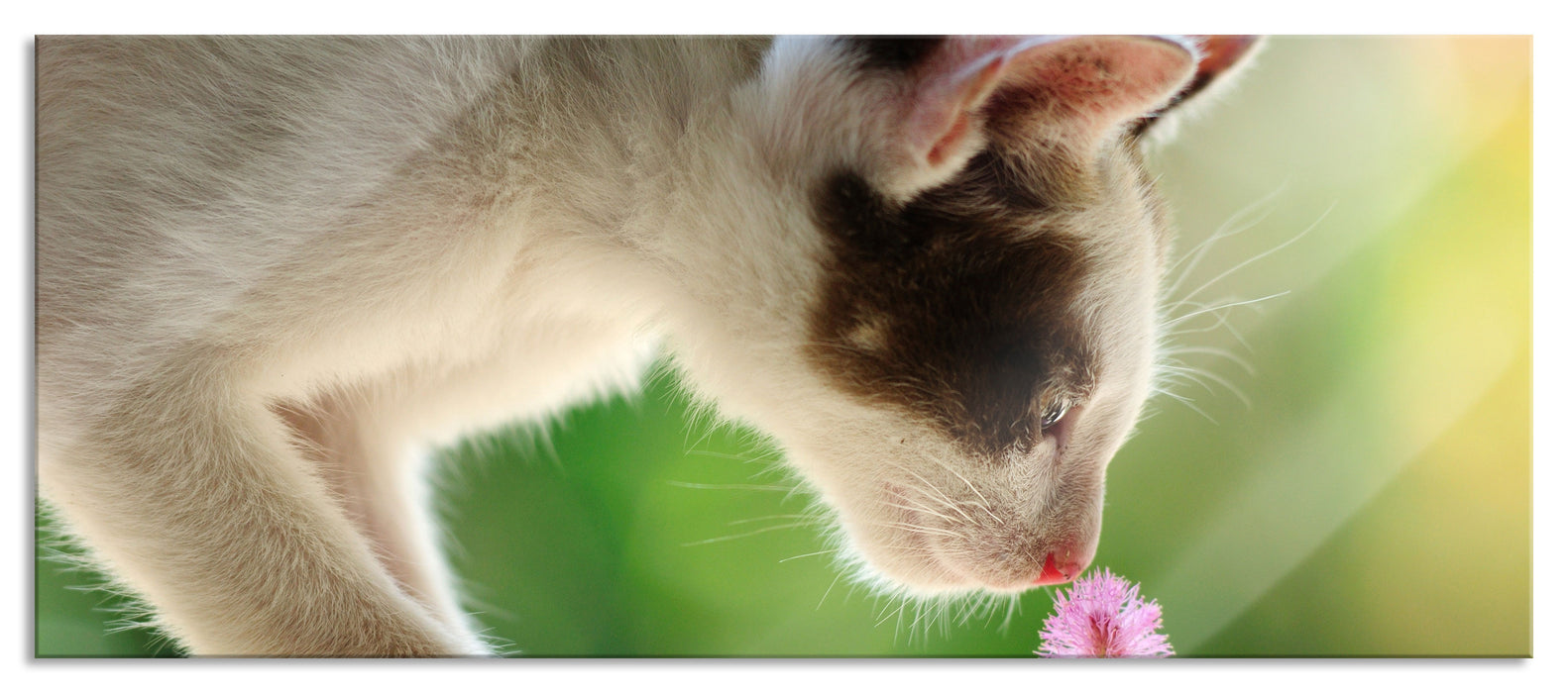 Pixxprint Süßes Kätzchen mit Blüte, Glasbild Panorama