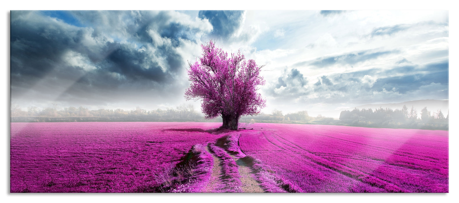 Pixxprint Pinkes Feld mit pinkem Baum, Glasbild Panorama