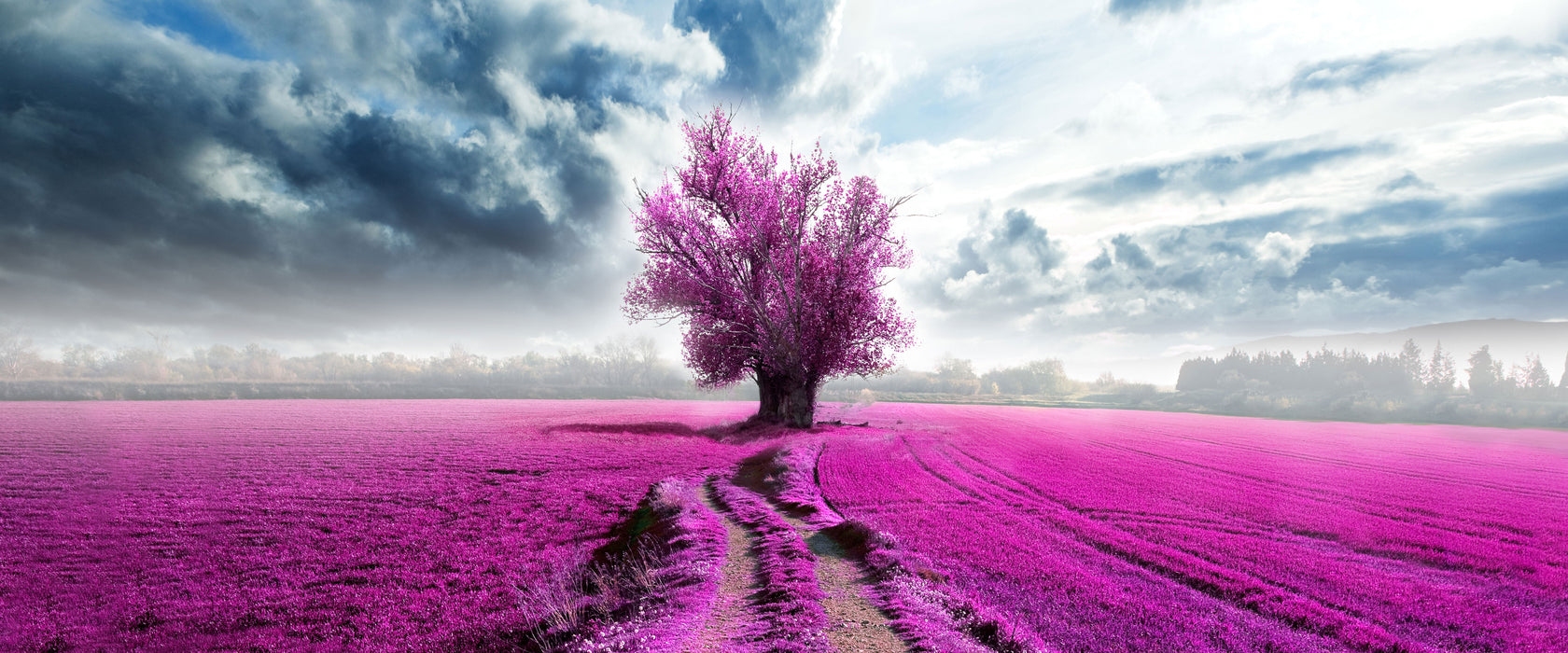 Pinkes Feld mit pinkem Baum, Glasbild Panorama