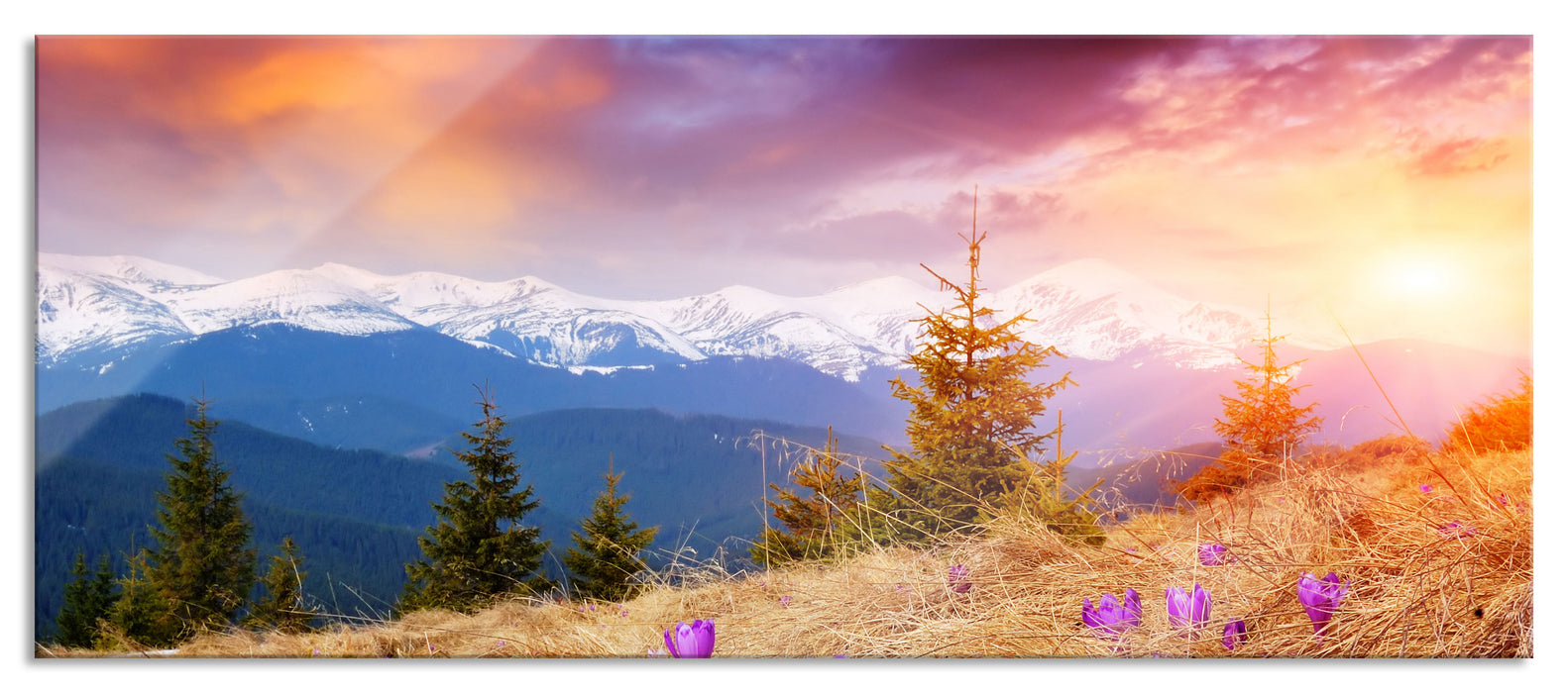 Pixxprint Krokusse auf Hochalmwiese in Alpen, Glasbild Panorama