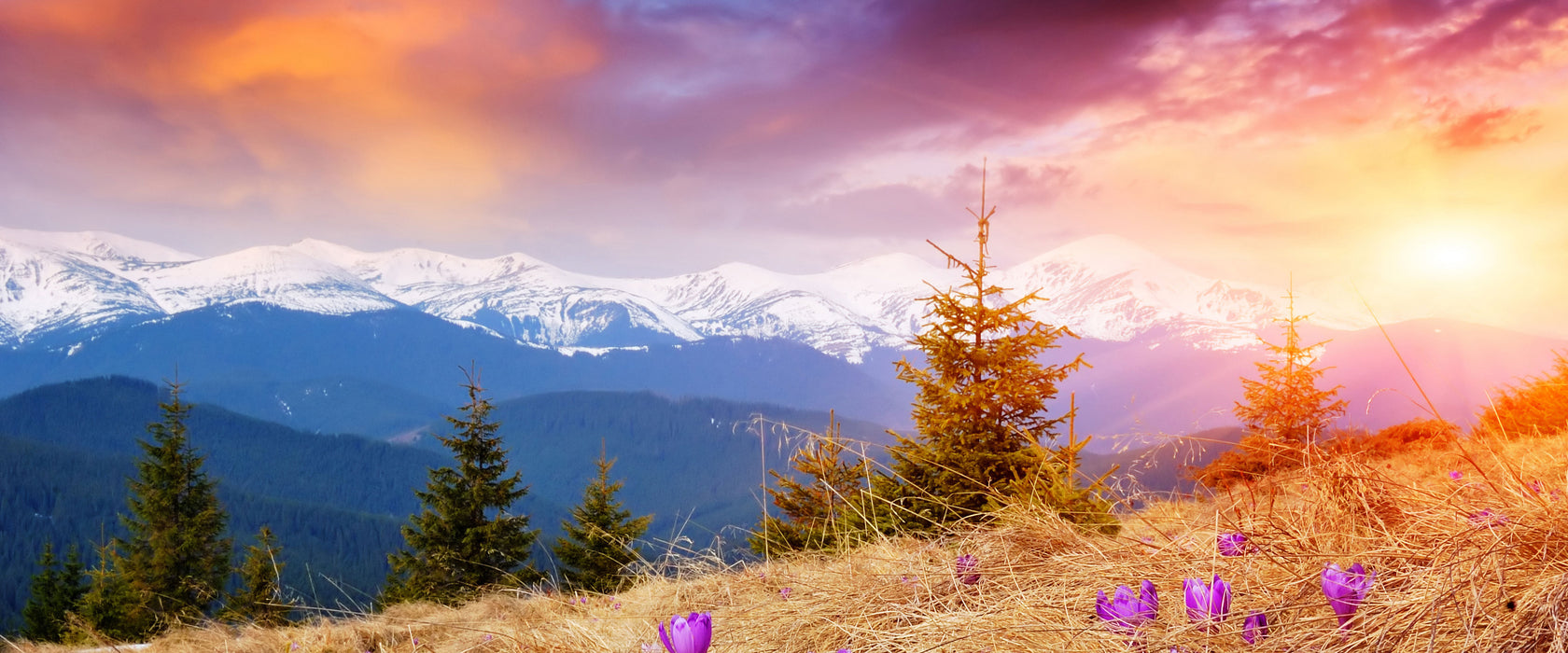 Krokusse auf Hochalmwiese in Alpen, Glasbild Panorama