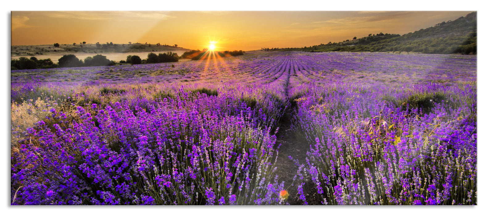 Pixxprint Lavendelfeld in Frankreich, Glasbild Panorama