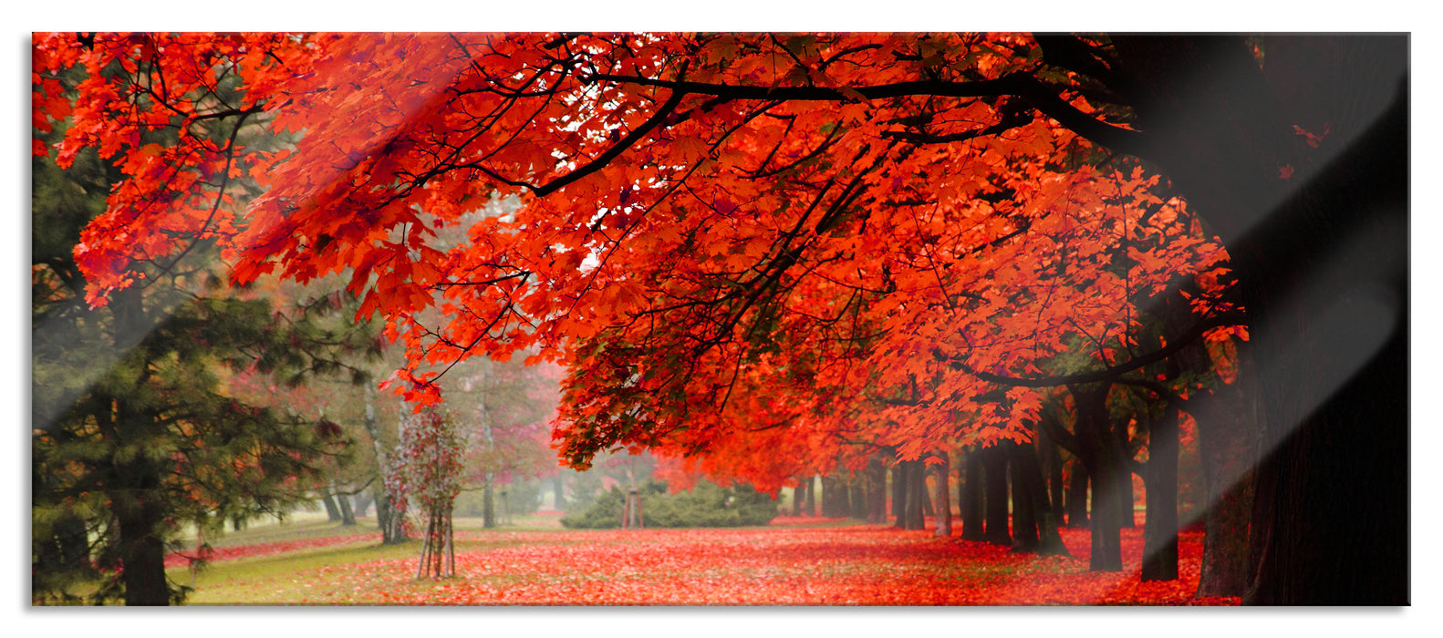 Pixxprint Rot gefärbter Park im Herbst, Glasbild Panorama