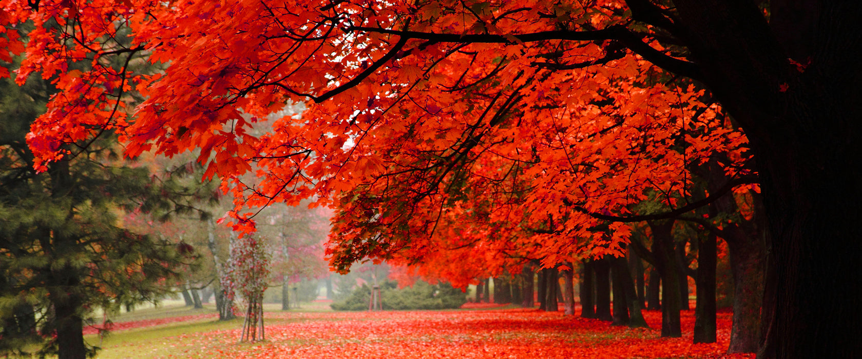 Rot gefärbter Park im Herbst, Glasbild Panorama