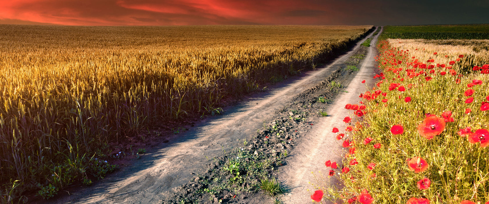 Getreidefeld mit Mohnblüten, Glasbild Panorama