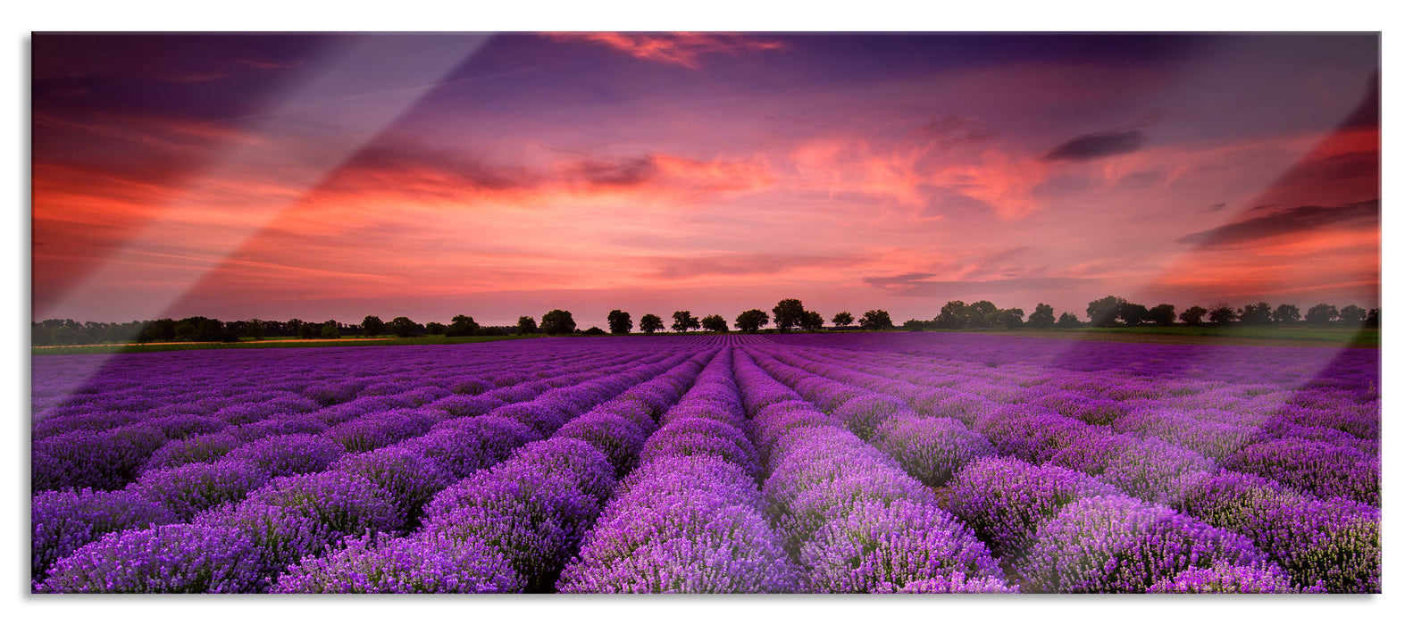 Pixxprint Wunderschöne Lavendel Provence, Glasbild Panorama