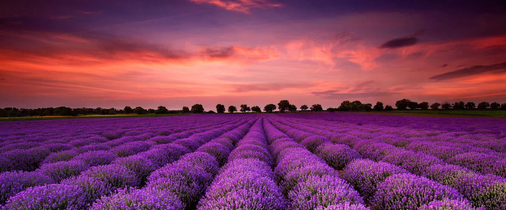 Wunderschöne Lavendel Provence, Glasbild Panorama