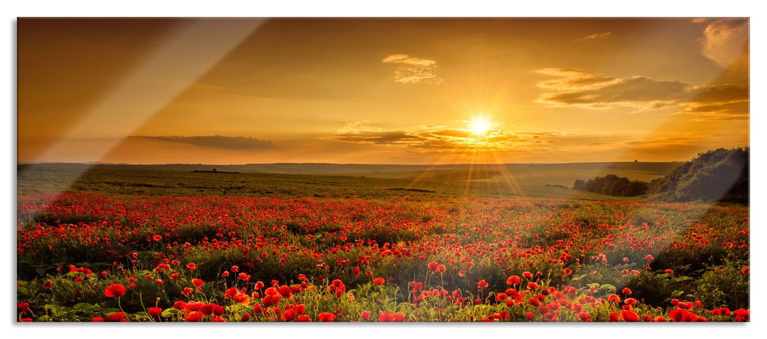 Pixxprint Mohnblütenfeld bei Sonnenuntergang, Glasbild Panorama