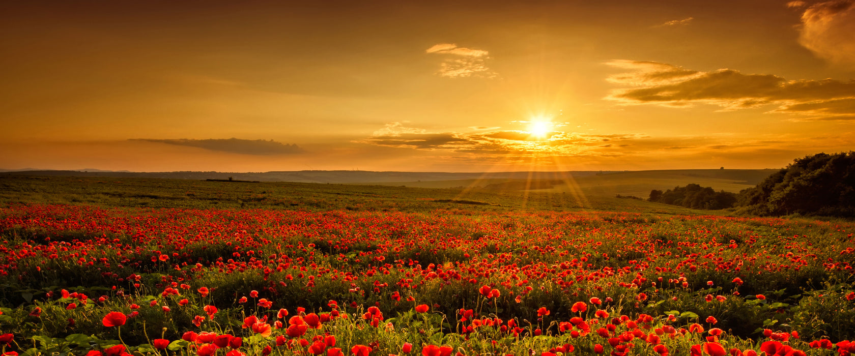 Mohnblütenfeld bei Sonnenuntergang, Glasbild Panorama