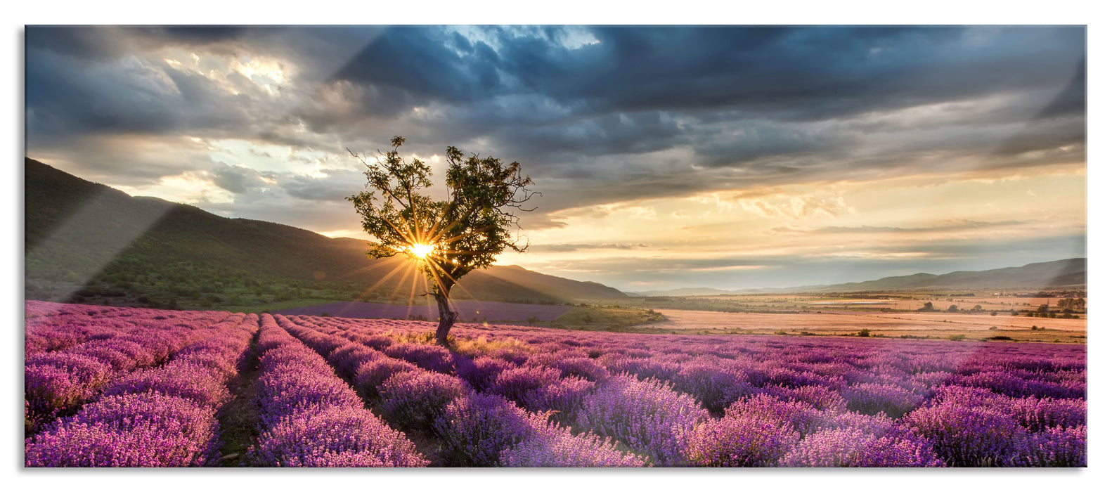 Pixxprint Lavendel Provence mit Baum, Glasbild Panorama