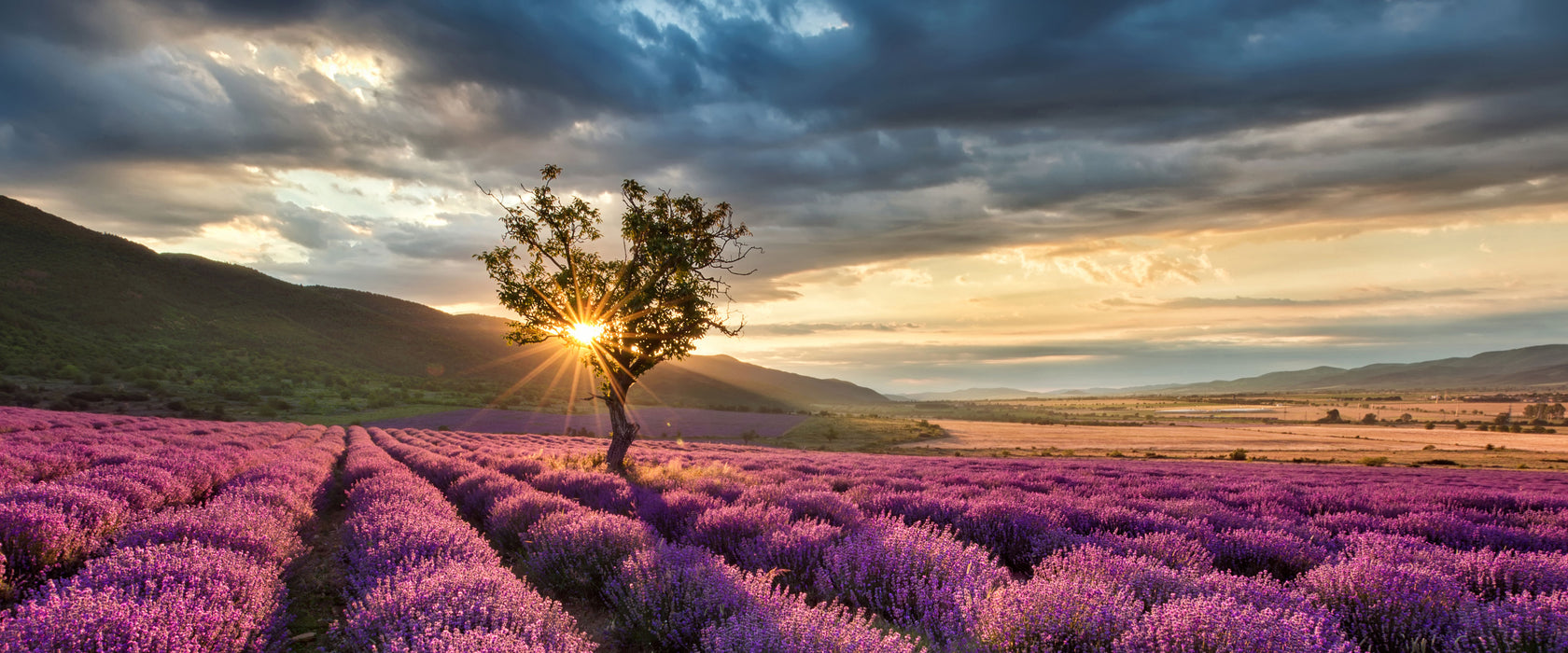 Lavendel Provence mit Baum, Glasbild Panorama