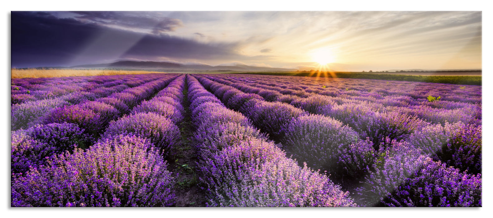 Pixxprint Traumhafte Lavendel Provence, Glasbild Panorama