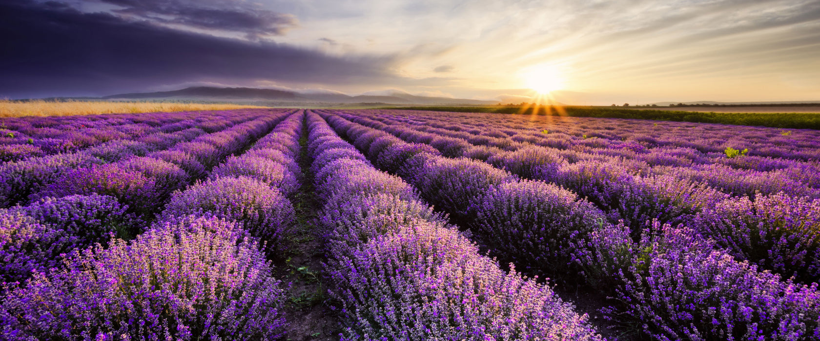 Traumhafte Lavendel Provence, Glasbild Panorama