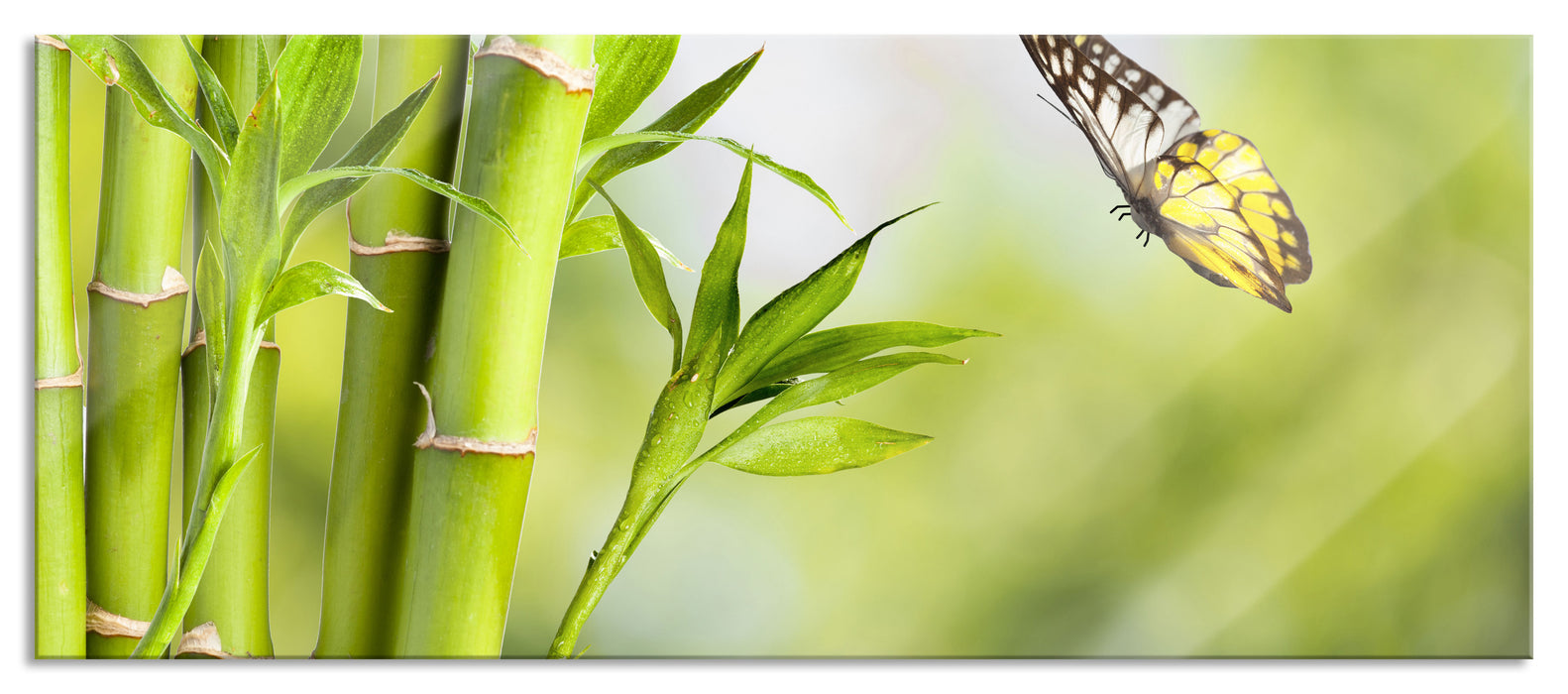 Pixxprint Bambus mit Schmetterling, Glasbild Panorama