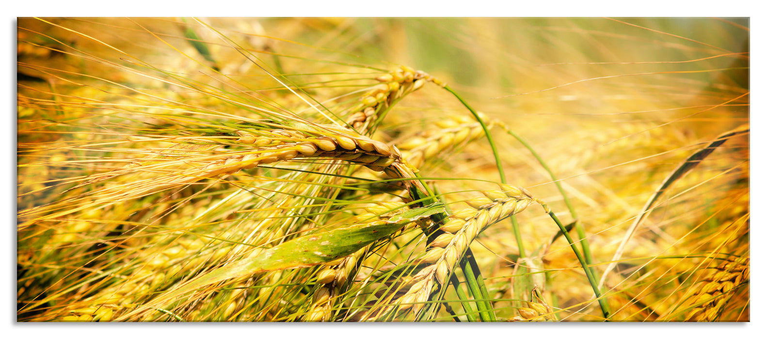 Pixxprint Goldene Getreide Ären, Glasbild Panorama