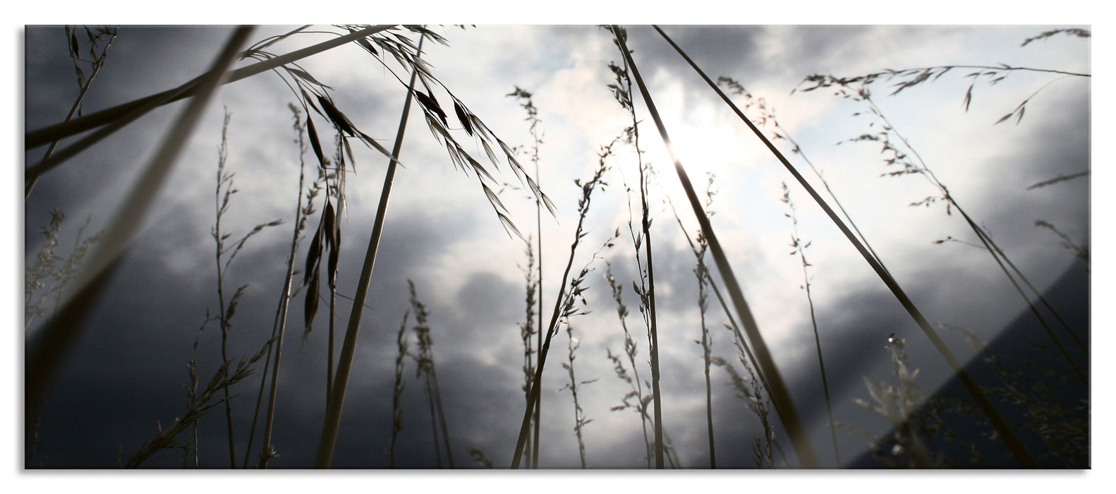 Pixxprint Düsteres Gras vorm Regen, Glasbild Panorama