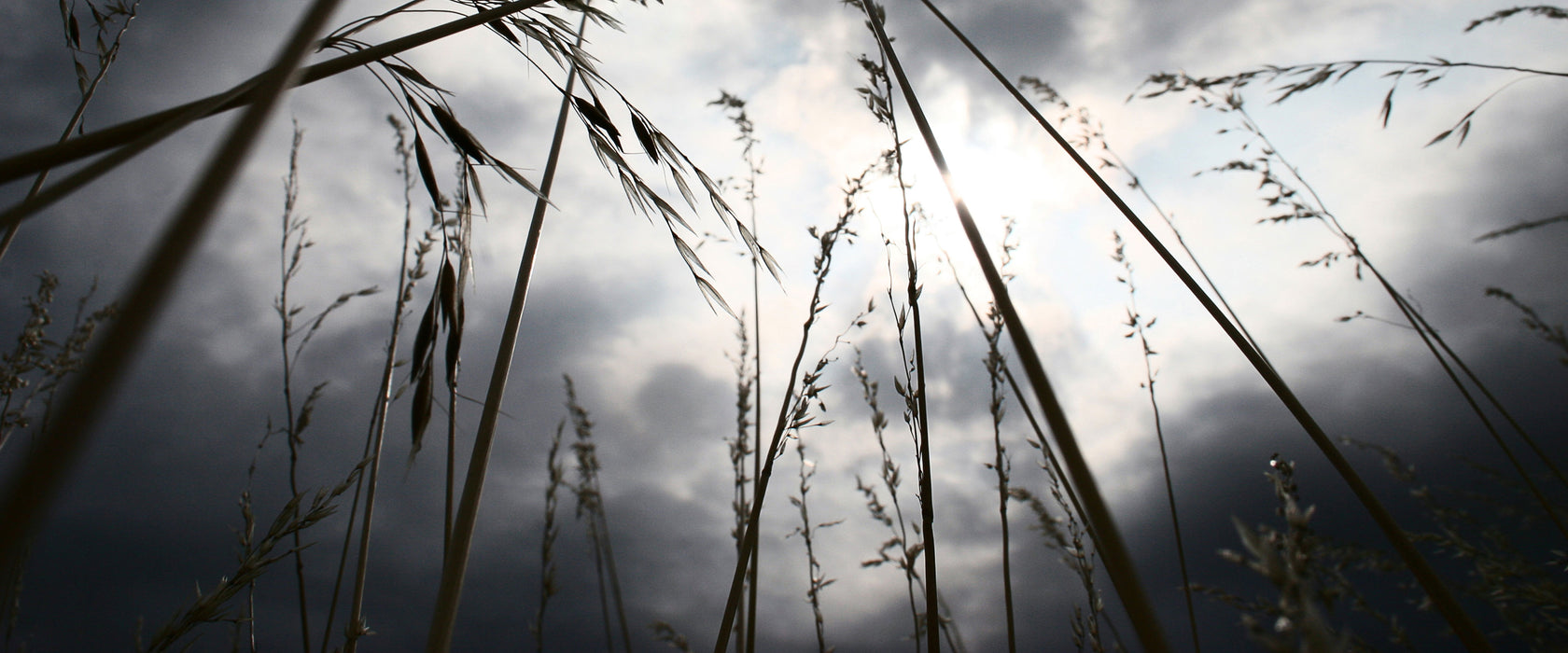 Düsteres Gras vorm Regen, Glasbild Panorama