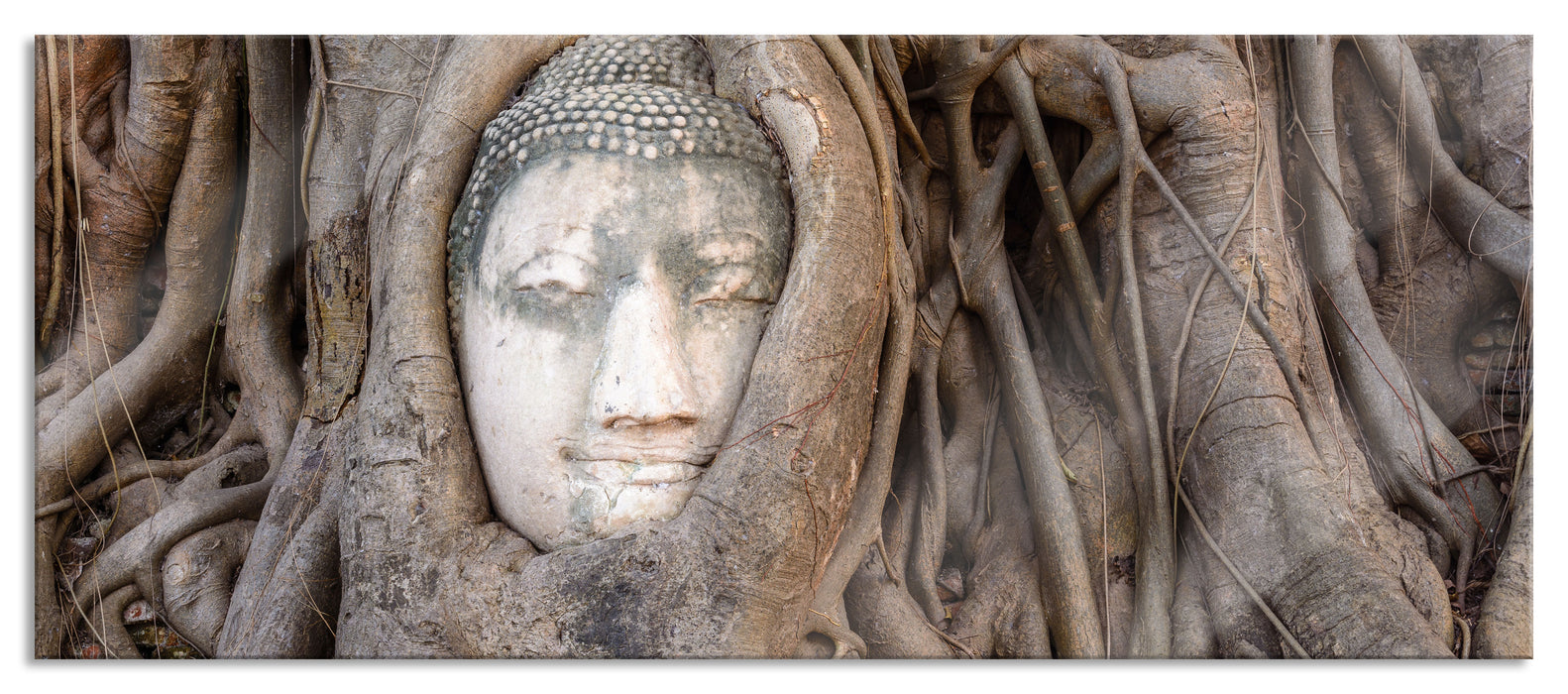 Pixxprint Buddha Kopf im Baum, Glasbild Panorama