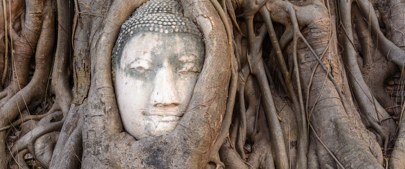 Buddha Kopf im Baum, Glasbild Panorama