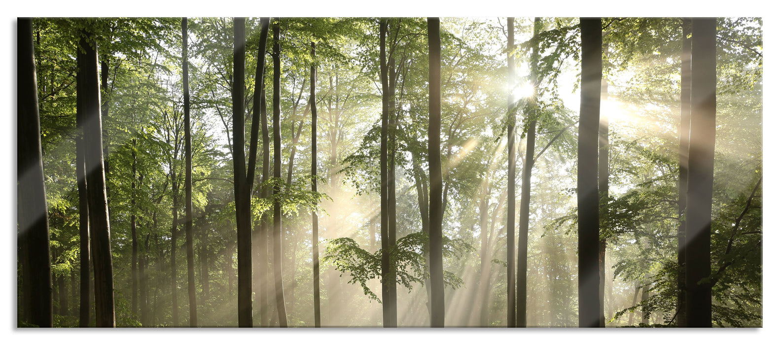 Pixxprint Sonnenstrahlen im Wald, Glasbild Panorama