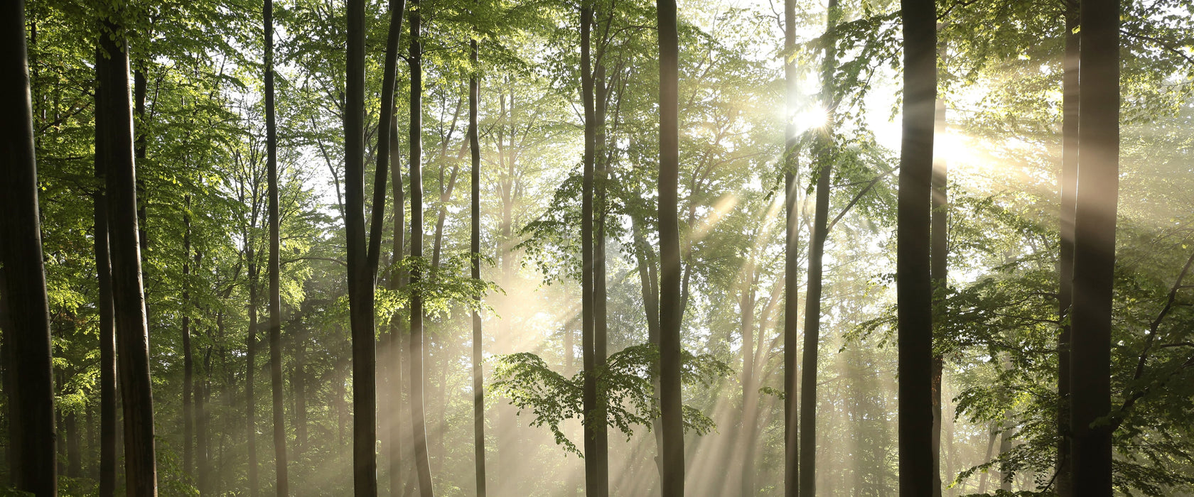 Sonnenstrahlen im Wald, Glasbild Panorama