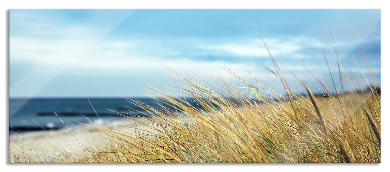 Pixxprint Schilf Gras am Ufer, Glasbild Panorama