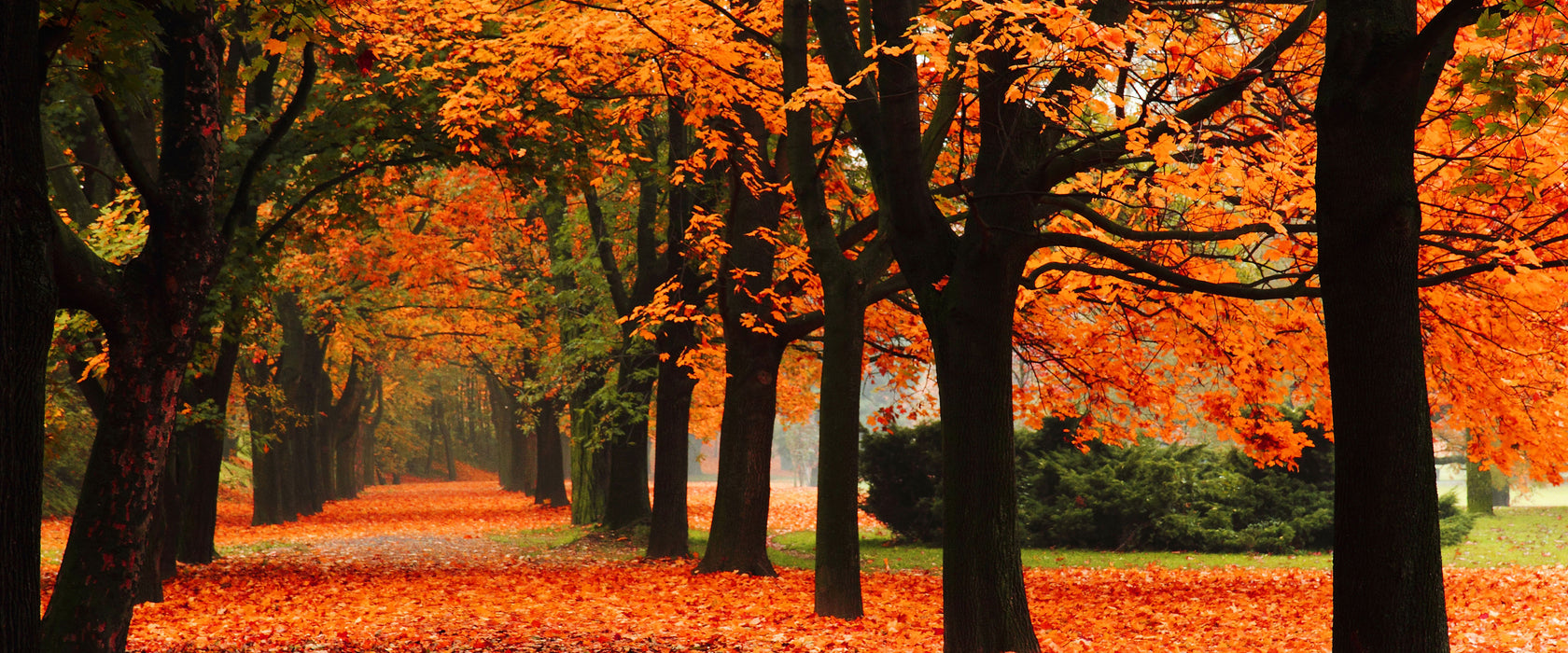 Baumallee im Herbst, Glasbild Panorama