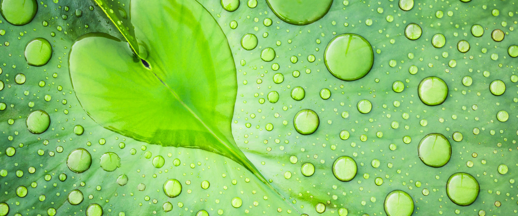 Herz aus Tautropfen Blatt, Glasbild Panorama