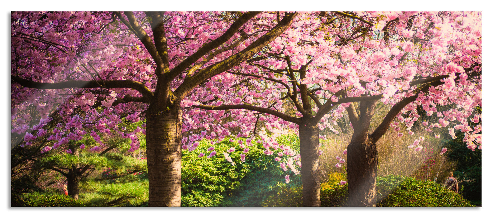 Pixxprint Rosa blühende Kirschbäume, Glasbild Panorama