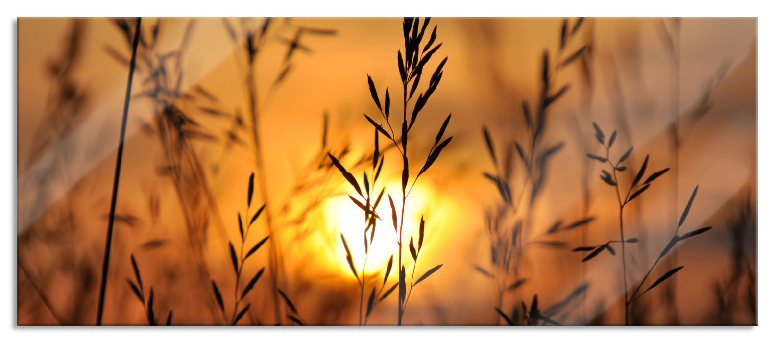 Pixxprint Gras bei Sonnenuntergang, Glasbild Panorama