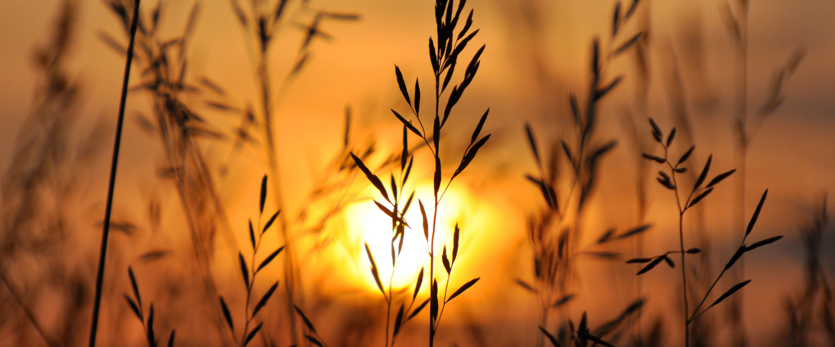 Gras bei Sonnenuntergang, Glasbild Panorama