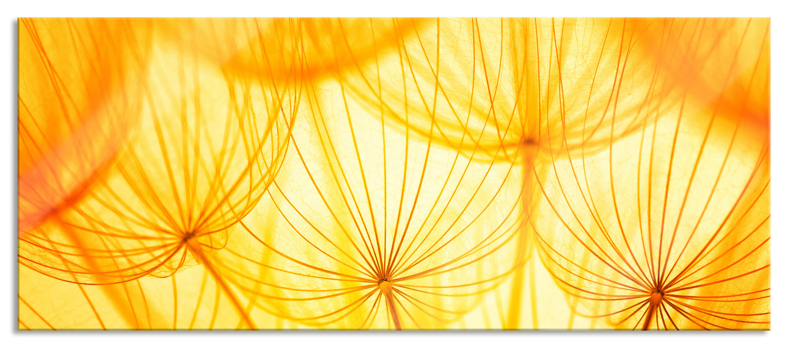 Pixxprint Pusteblumen oranges Licht, Glasbild Panorama