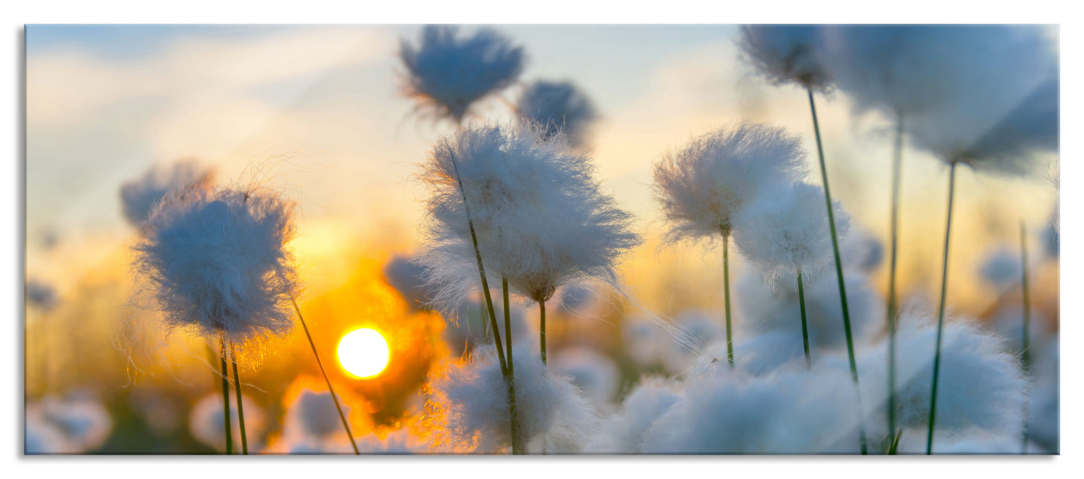 Pixxprint Baumwollblüten im Sonnenuntergang, Glasbild Panorama