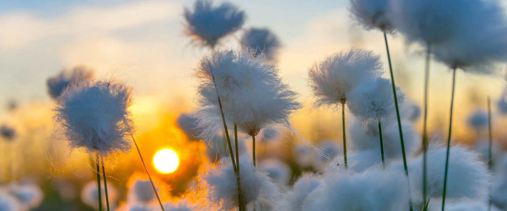 Baumwollblüten im Sonnenuntergang, Glasbild Panorama