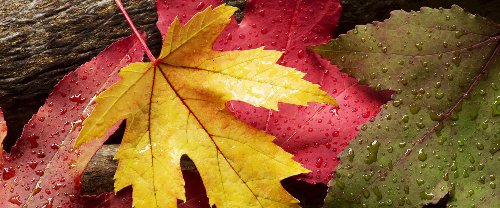 Bunte Herbstblätter, Glasbild Panorama