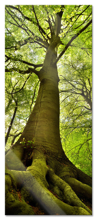 Pixxprint Riesiger Baum im Dschungel, Glasbild Panorama