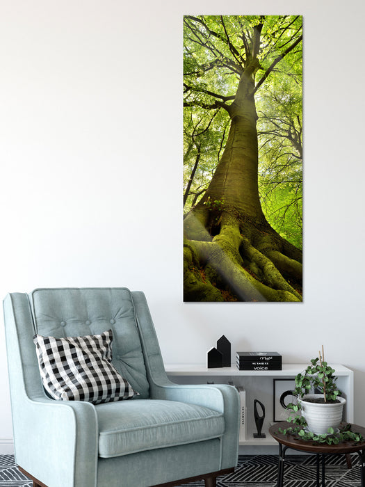 Riesiger Baum im Dschungel, Glasbild Panorama