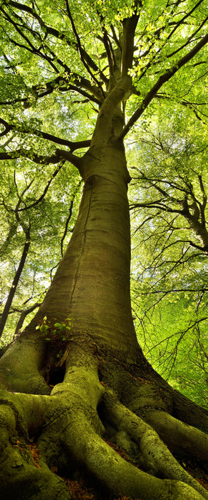 Riesiger Baum im Dschungel, Glasbild Panorama