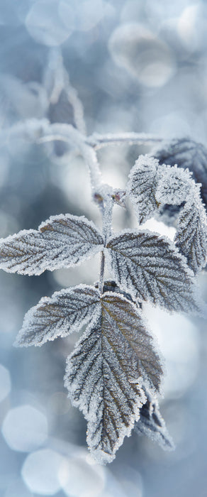 Blätter im Winter Morgenfrost, Glasbild Panorama