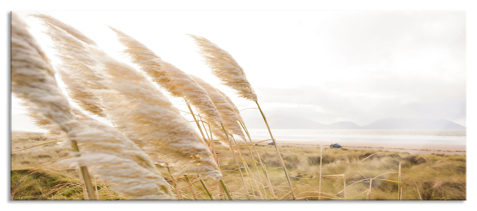 Pixxprint Schönes Schilf in den Dünen, Glasbild Panorama