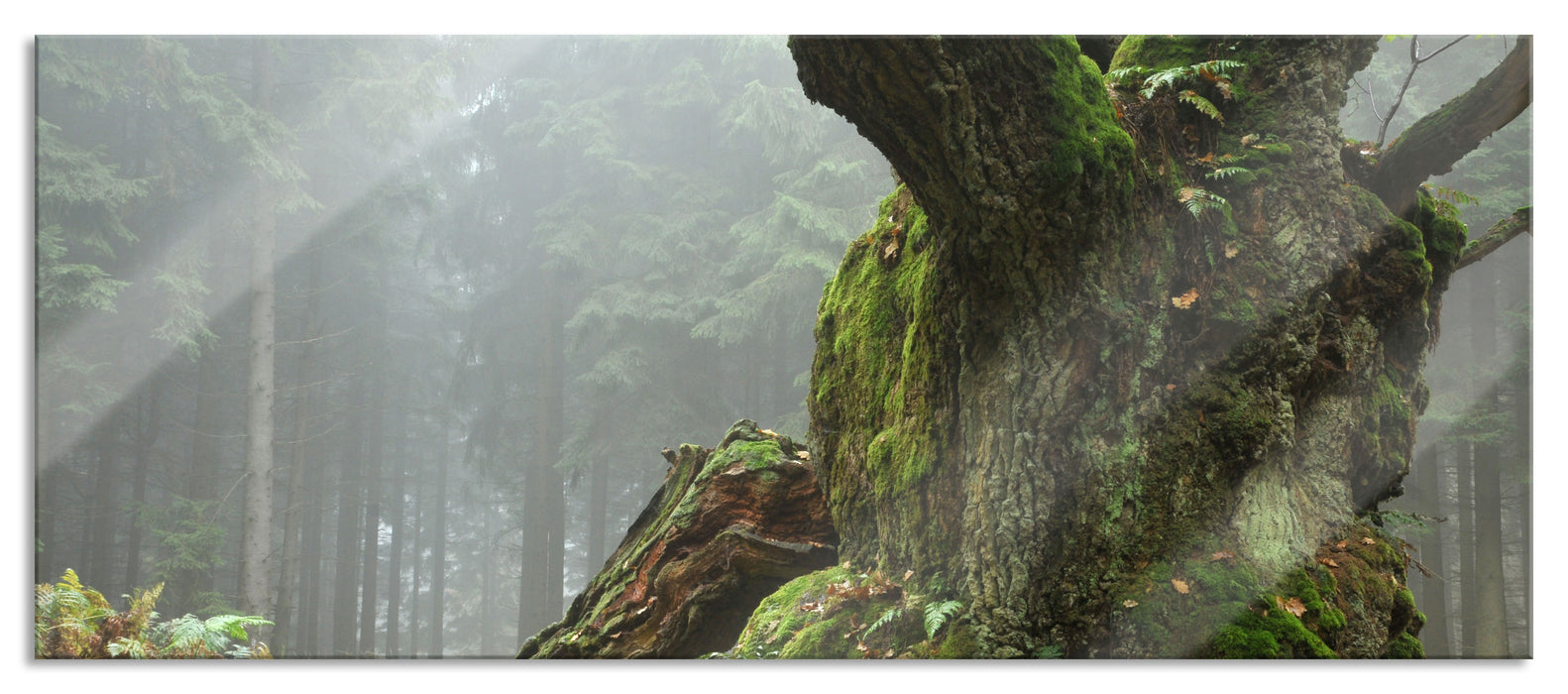 Pixxprint Dicker Baum im Wald im Moos, Glasbild Panorama