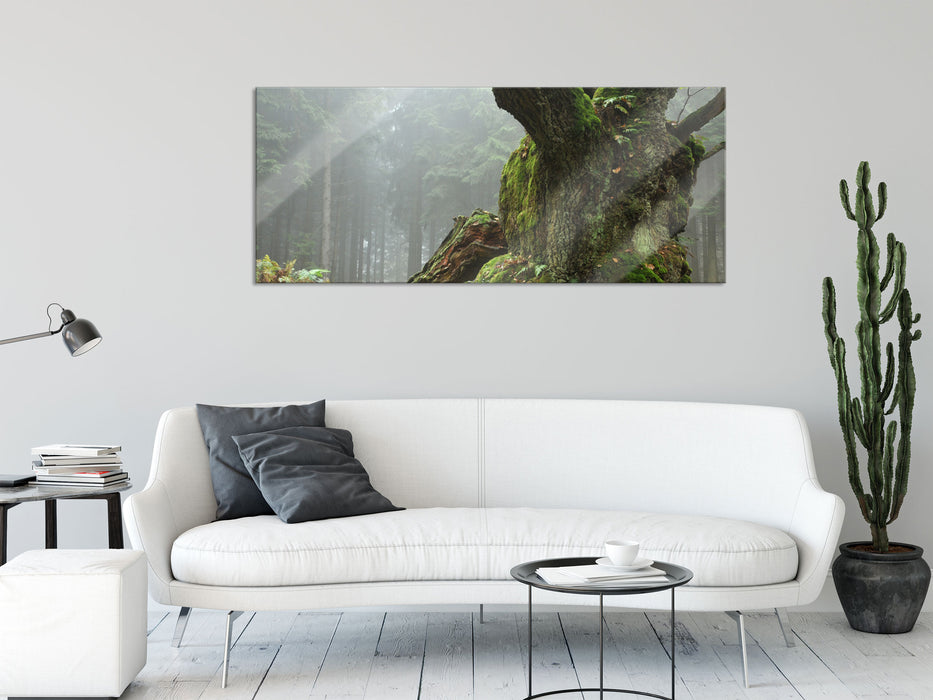 Dicker Baum im Wald im Moos, Glasbild Panorama