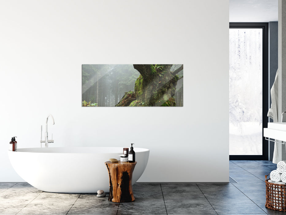 Dicker Baum im Wald im Moos, Glasbild Panorama