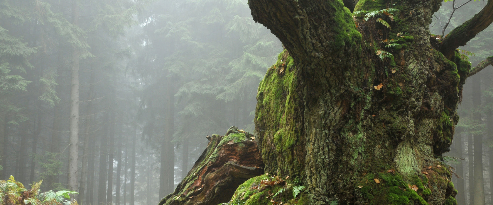 Dicker Baum im Wald im Moos, Glasbild Panorama