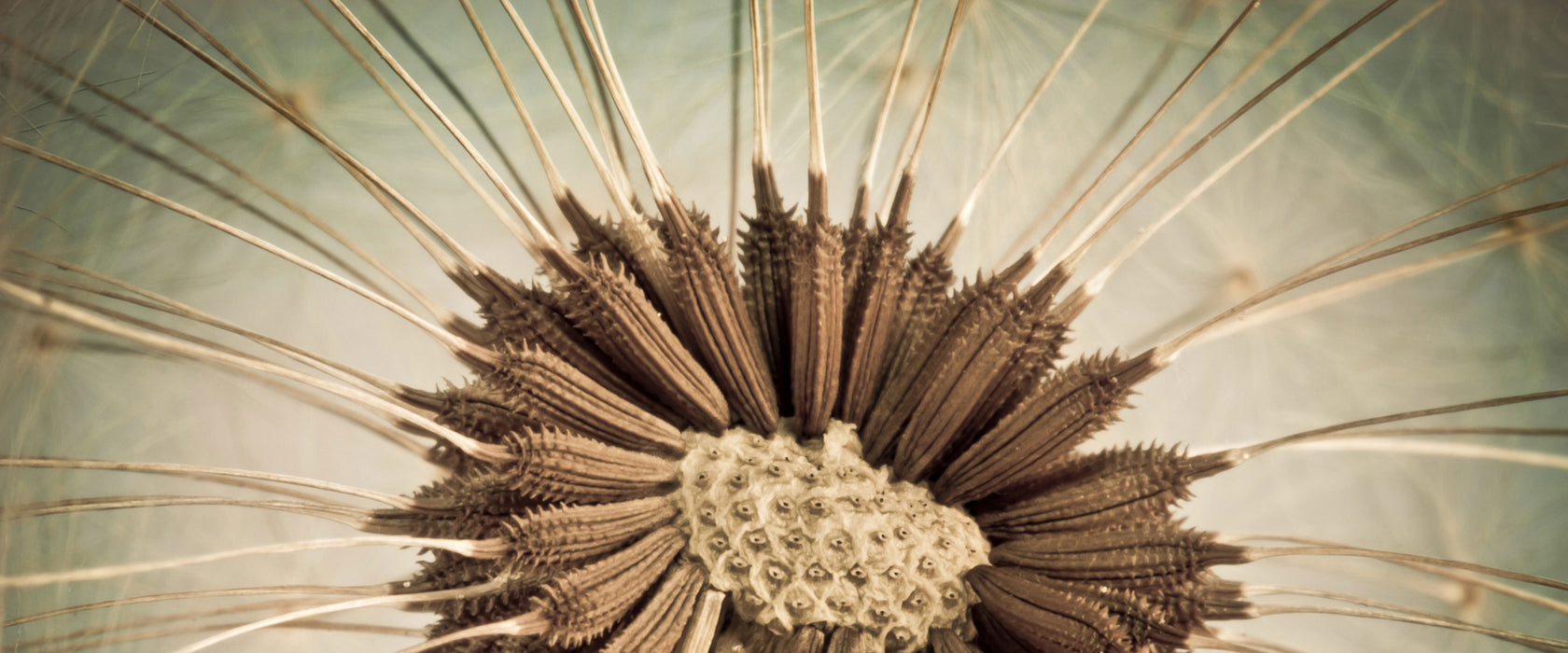 Vertrocknete Pusteblume, Glasbild Panorama