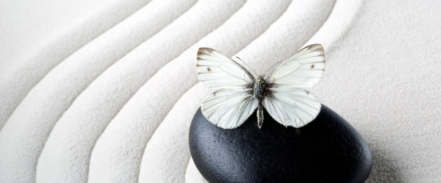 Schmetterling auf Zen Stein, Glasbild Panorama