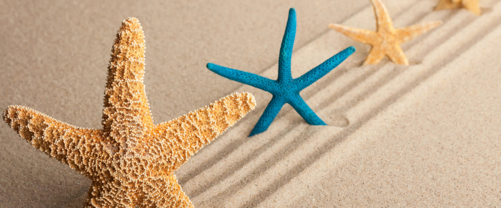 Seesterne im Sand, Glasbild Panorama